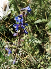 Delphinium retropilosum