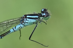 Coenagrion angulatum