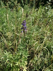 Delphinium retropilosum