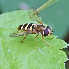 Eupeodes fumipennis
