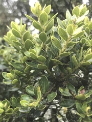 Ilex kunthiana