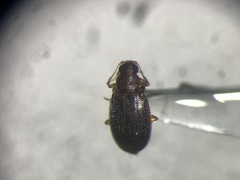 Melanophthalma americana