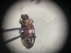 Melanophthalma americana
