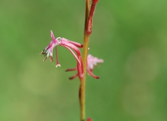 Oenothera hexandra