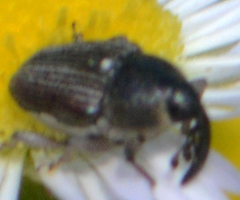 Odontocorynus umbellae