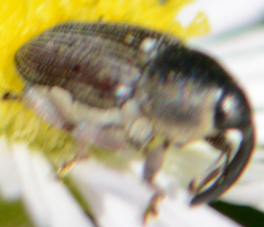Odontocorynus umbellae