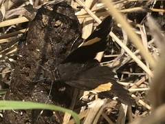 Thorybes pseudocellus