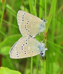Glaucopsyche lygdamus image