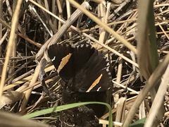 Thorybes pseudocellus