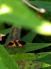 Oncopeltus fasciatus