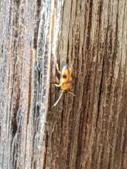 Poecilocrypticus formicophilus