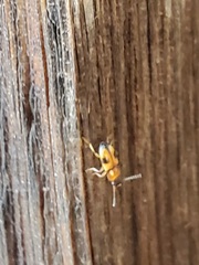 Poecilocrypticus formicophilus