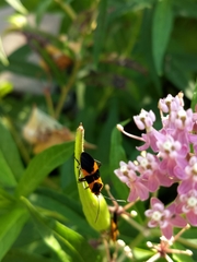 Oncopeltus fasciatus