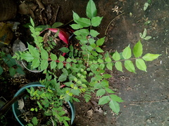 Averrhoa carambola