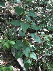 Dioscorea villosa