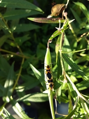 Oncopeltus fasciatus