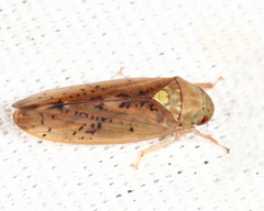 Ponana quadralaba