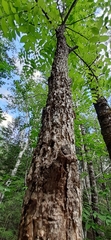 Fraxinus nigra image