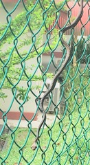 Dendrelaphis kopsteini