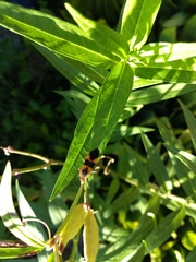 Oncopeltus fasciatus