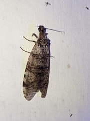 Dysmicohermes disjunctus