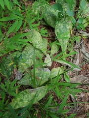 Coleosporium elephantopodis