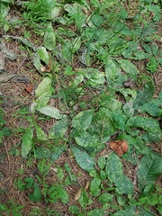 Coleosporium elephantopodis