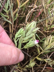 Chloropyron maritimum palustre
