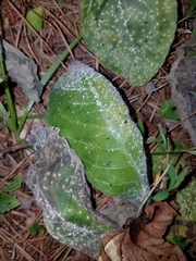 Coleosporium elephantopodis