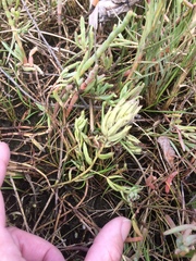 Chloropyron maritimum palustre