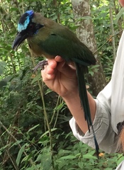 Momotus subrufescens