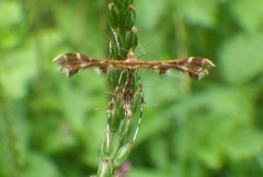 Oxyptilus delawaricus