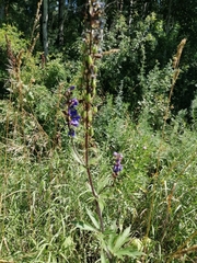 Delphinium retropilosum