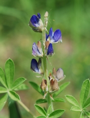 Lupinus campestris