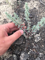 Halogeton glomeratus
