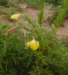 Oenothera grandis