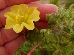 Oenothera grandis
