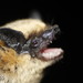 Tricolored and Canyon Bats - Photo (c) Juan Cruzado Cortés, some rights reserved (CC BY-SA), uploaded by Juan Cruzado Cortés