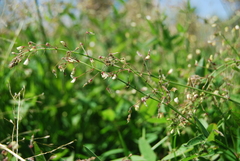 Desmodium procumbens
