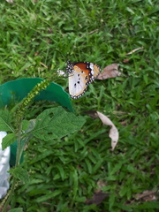 Danaus chrysippus chrysippus