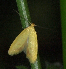 Aeolothapsa malacella