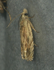 Eucosma olivaceana