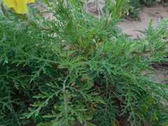 Oenothera grandis
