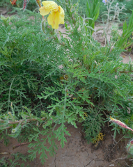 Oenothera grandis