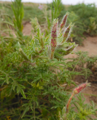 Oenothera grandis