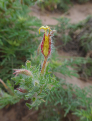 Oenothera grandis