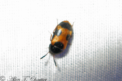 Mycetophagus punctatus