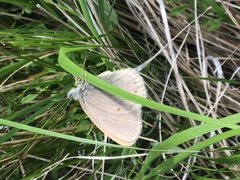 Coenonympha haydenii