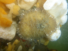 Diodorinae