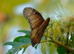 Danaus eresimus montezuma